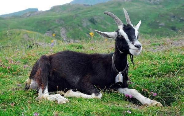 Почему так ценится альпийская порода коз