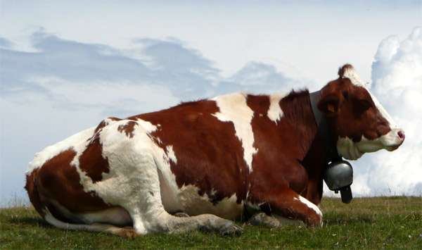 Что будет, если корова съела послед?