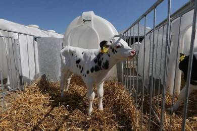 Почему возникает дерматит у коров?