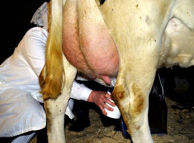 Как вылечить мастит у коровы народными средствами