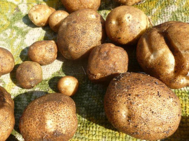 Что представляет собой картофель под названием — киви