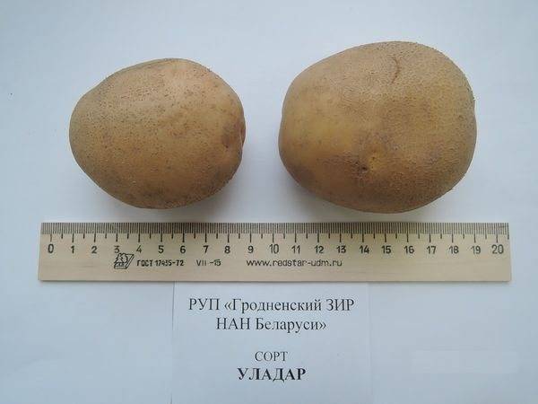 ﻿﻿  картофель «уладар» — ранний, вкусный, урожайный