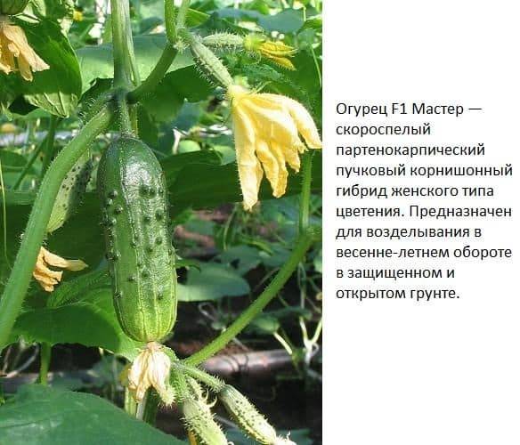 Описание огурца хрустик f1 и методы выращивания сорта