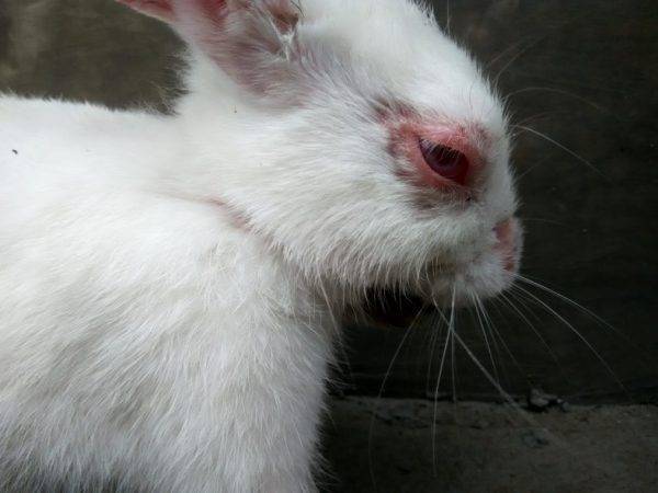 Симптомы и лечение болезней глаз у кроликов