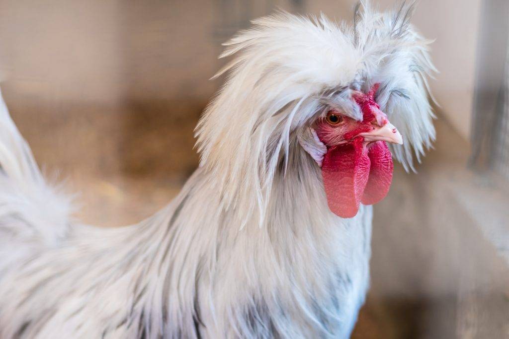 Голландская белохохлая порода кур — описание, продуктивные качества, достоинства