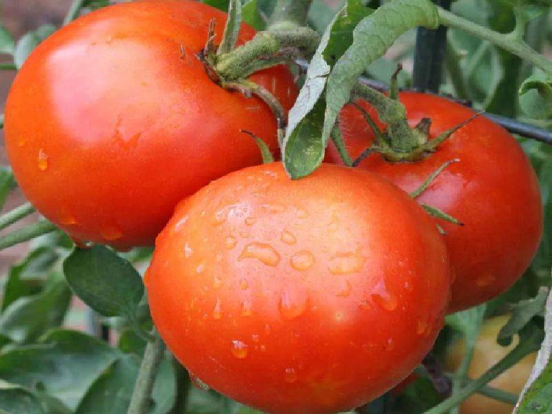 Сорта томатов, не требующие пасынкования