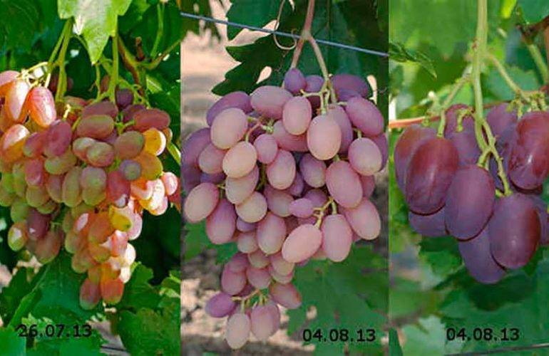 Виноград «преображение»: описание сорта, фото и отзывы