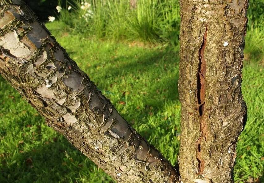 Почему трескается кора на деревьях и что делать