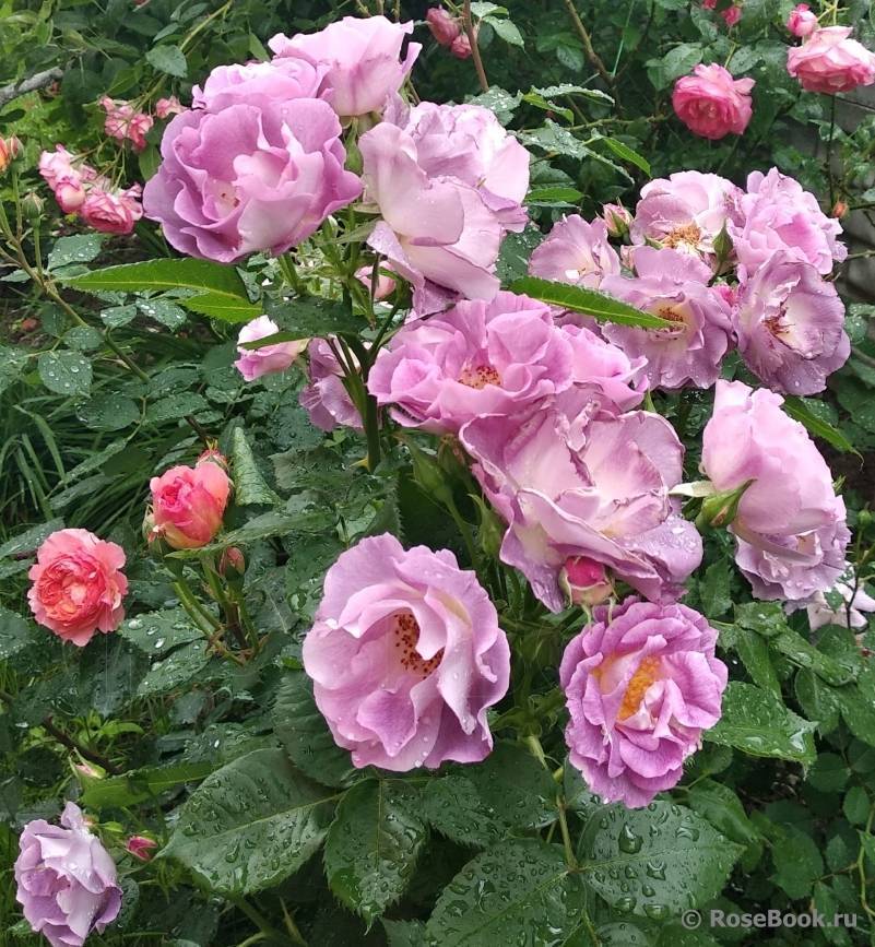 Характеристики плетистой розы сорта блю мун: условия посадки, как ухаживать