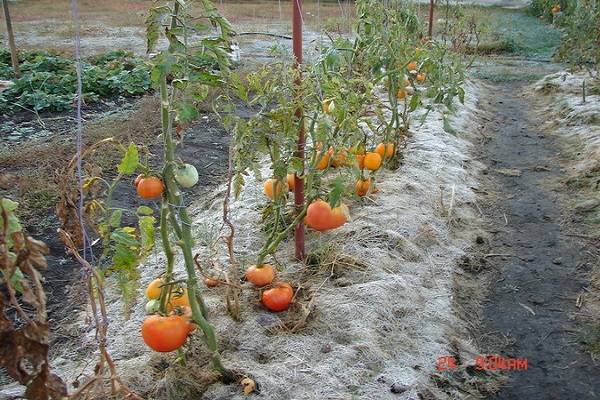 Высадка рассады помидор в открытый грунт в 2020 году: когда и как сажать томаты