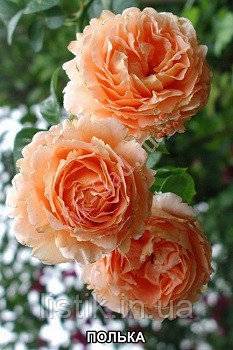 Плетистая роза полька: описание, выращивание, в декоре сада, отзывы розоводов, видео, фото