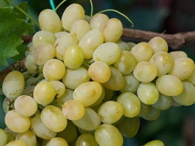 Описание сорта винограда благовест: фото и отзывы | vinograd-loza