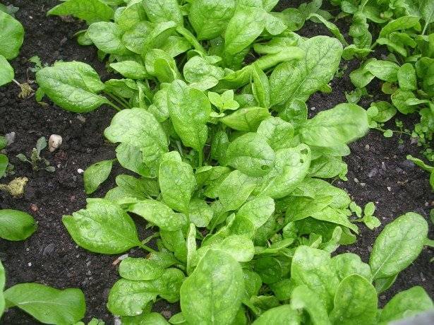 Характеристика, особенности и фото шпината. рекомендации по выращиванию и хранению урожаю
