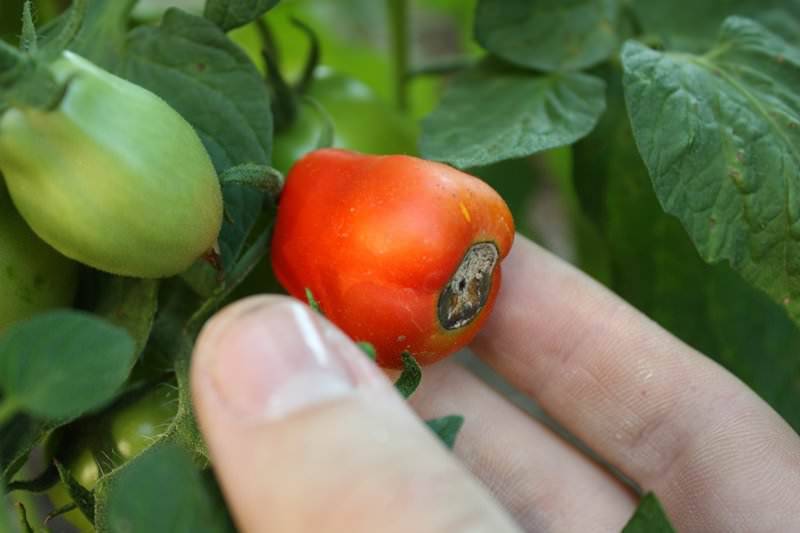 Как правильно подкормить перекисью водорода рассаду перца и томатов