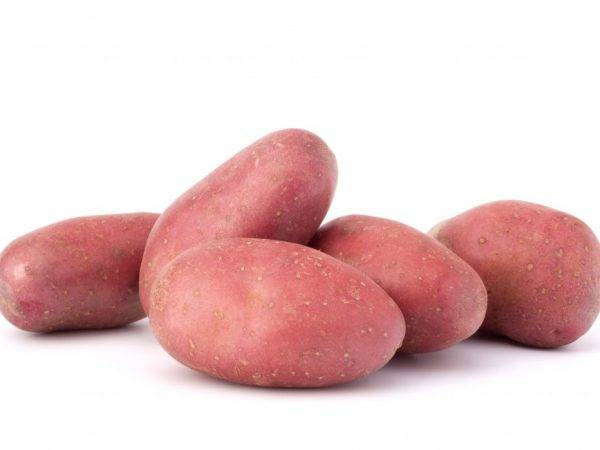 Ред леди: описание сорта картофеля, характеристики, агротехника