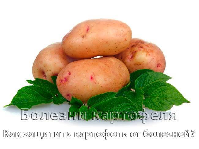 Болезни картофеля — часть 1 «грибковые болезни картофеля»