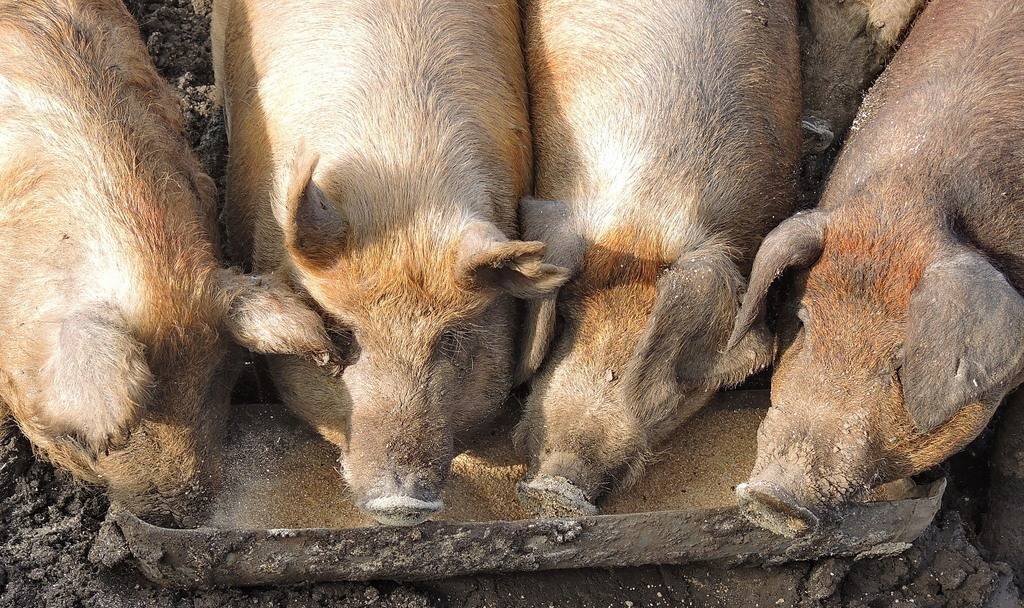 Как эффективно избавить свиней от глистов