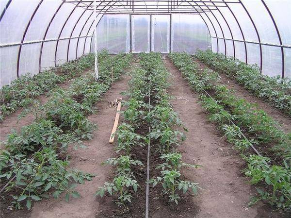 Когда высаживать помидоры в теплицу из поликарбоната