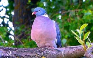 Вяхирь (дикий лесной голубь): описание, фото, распространение, образ жизни, охота