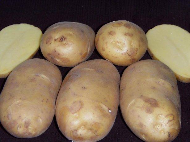 Сорт картофеля ароза: описание, посадка и уход