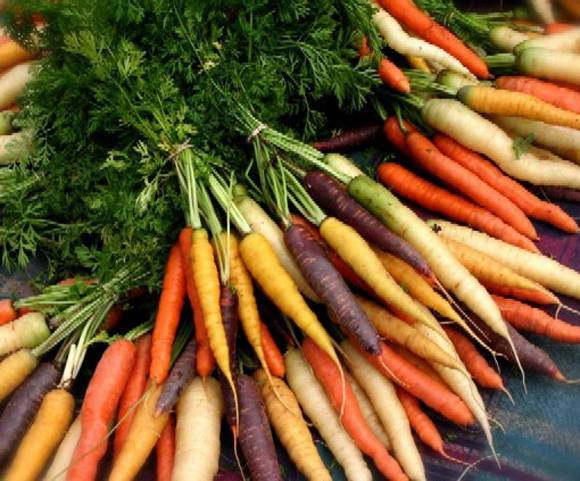 Шесть способов борьбы с морковной мухой для спасения урожая