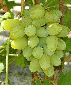 Изумительное «белое чудо» — виноград сорта бажена