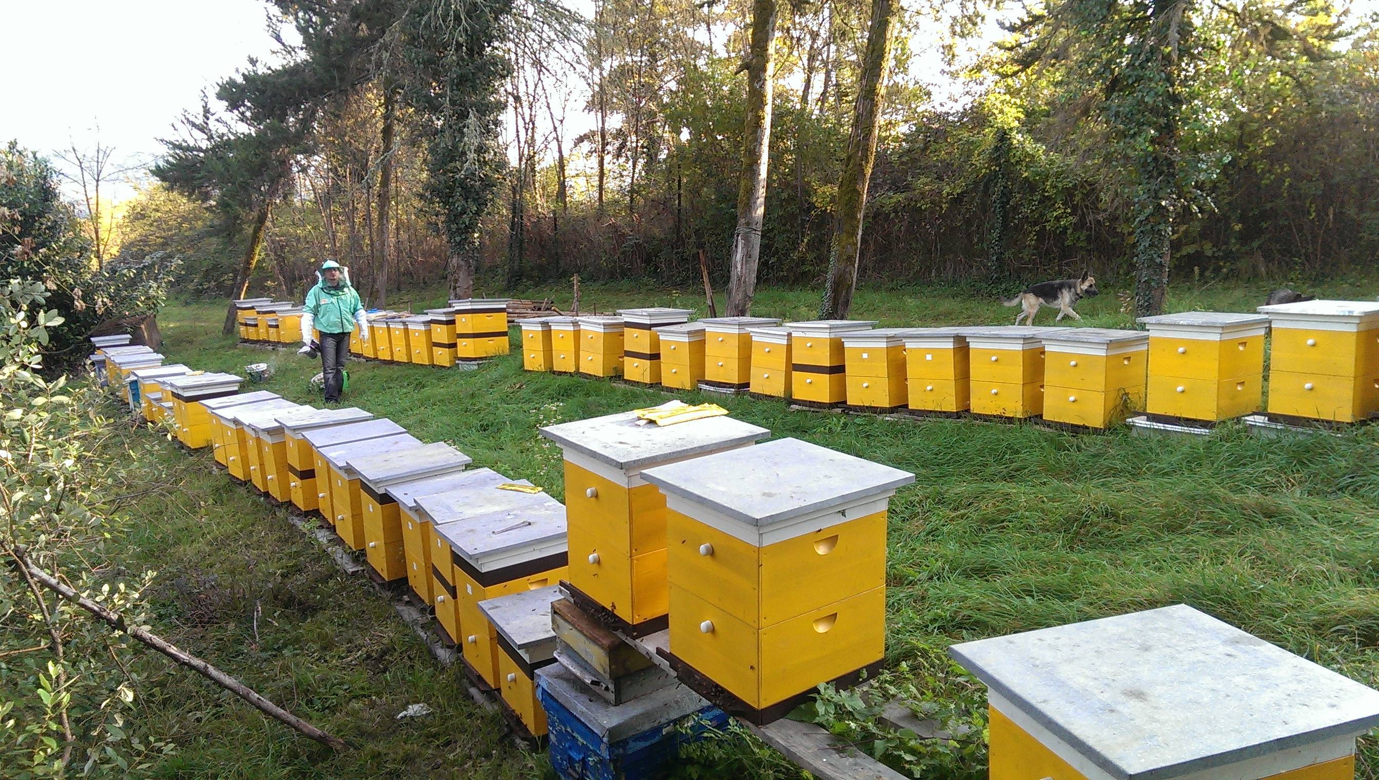 Промышленное пчеловодство: технология, оборудование, перспективы в россии