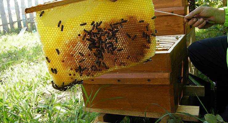 Матка пчелы: как появляется, как выглядит