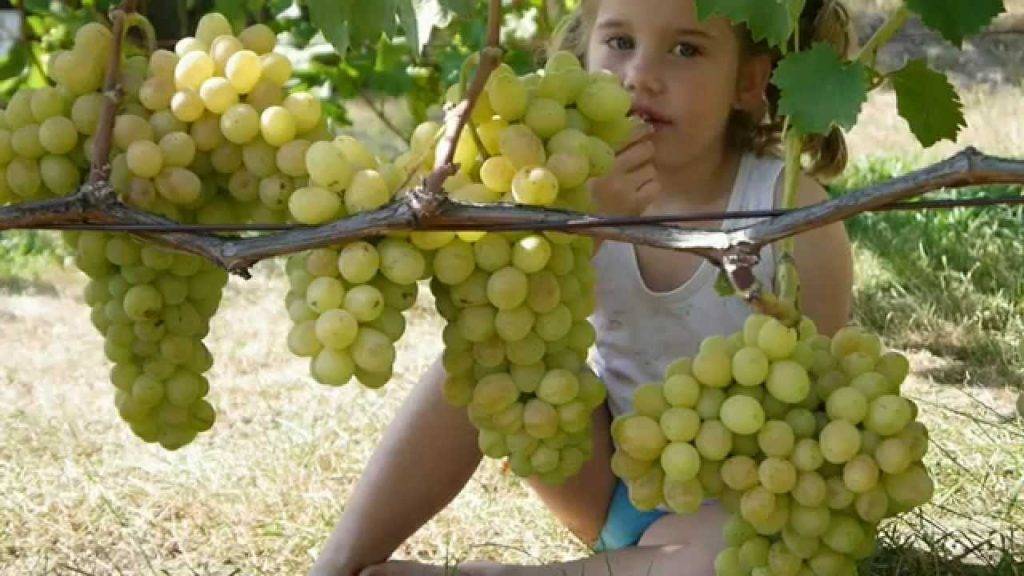 Виноград лора: описание сорта, фото и отзывы садоводов
