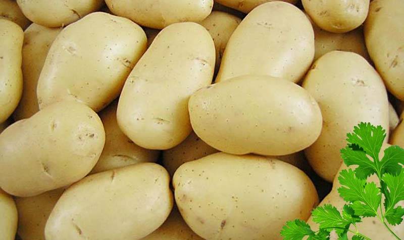 Картофель лапоть — надёжный кормилец