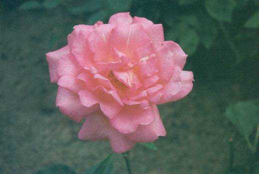 Роза многоцветковая вечноцветущая мини садовый аромат выращивание
