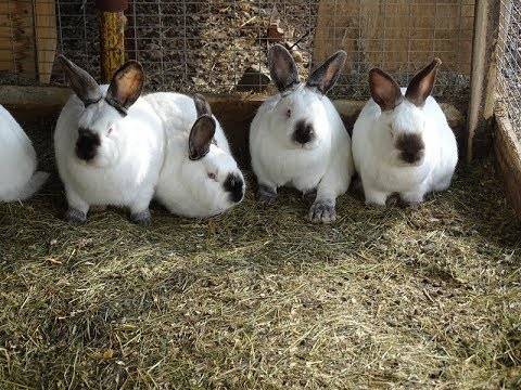 Кролики калифорнийские: разведение, выращивание, кормление, подробная информация