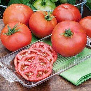 Особенности посадки и выращивания томата король ранних