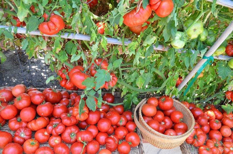 Можно ли защитить томаты от болезней и чем обработать их семена перед посадкой?