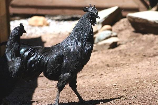 Порода аям чемани: описание абсолютно чёрных куриц и петухов