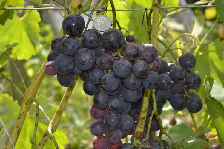 Виноград амурский потапенко — уникальная форма, выдерживающая -35 °с мороза