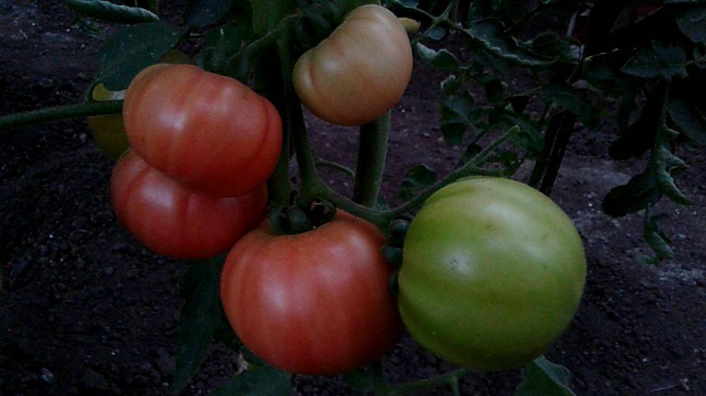 Сорт томата «желтый гигант»: описание, характеристика, посев на рассаду, подкормка, урожайность, фото, видео и самые распространенные болезни томатов
