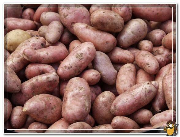Заслуживший доверие огородников всего мира — картофель ажур: описание сорта