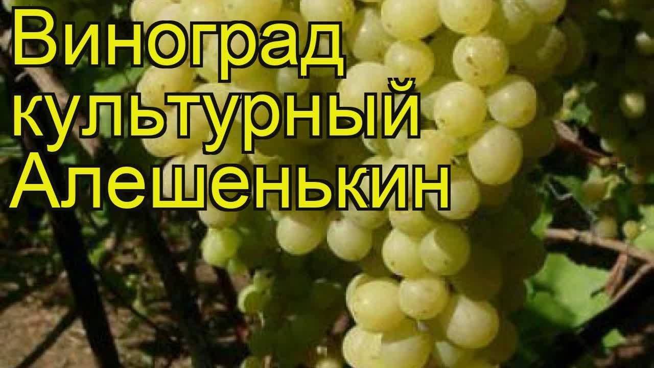 Винограда алешенькин фото и описание