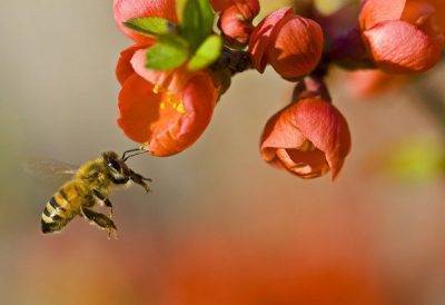 Роль пчёл в опылении растений