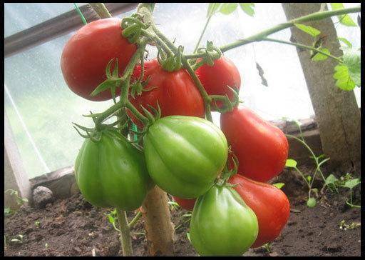 Разноцветный праздник: выращиваем томат «японский трюфель»