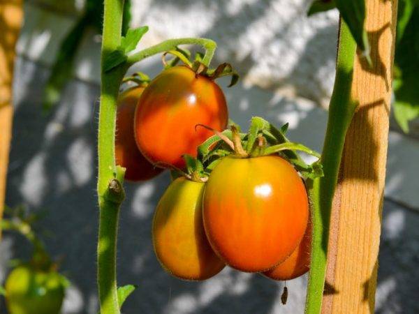 Знакомьтесь с идеальным сортом — томат перфектпил
