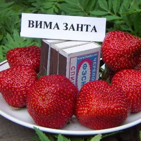 Садовая крупноплодная земляника «сударушка» - ягода на самый изысканный вкус