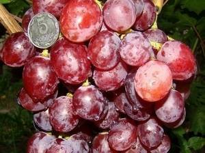 Рута: один из новых сверхранних сортов столового винограда с черешневым ароматом