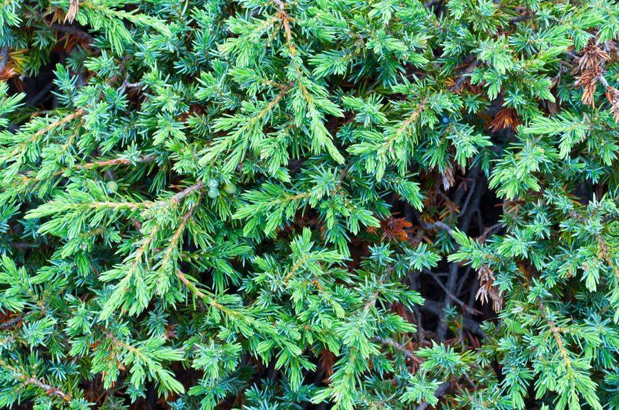 Можжевельник чешуйчатый блю свид (juniperus squamata blue swede)