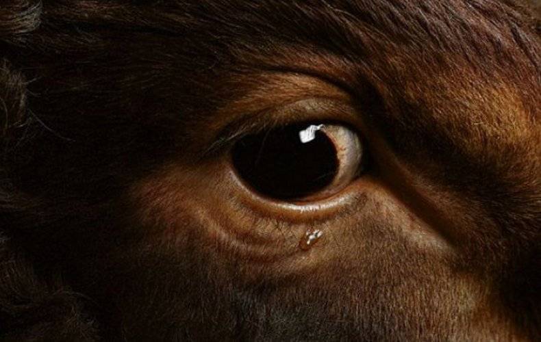 Болезни глаз и ушей.. болезни крупного рогатого скота