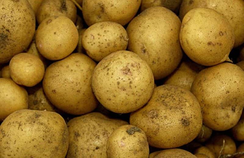 Сорт картофеля "каратоп": описание, фото, характеристика, достоинства и недостатки