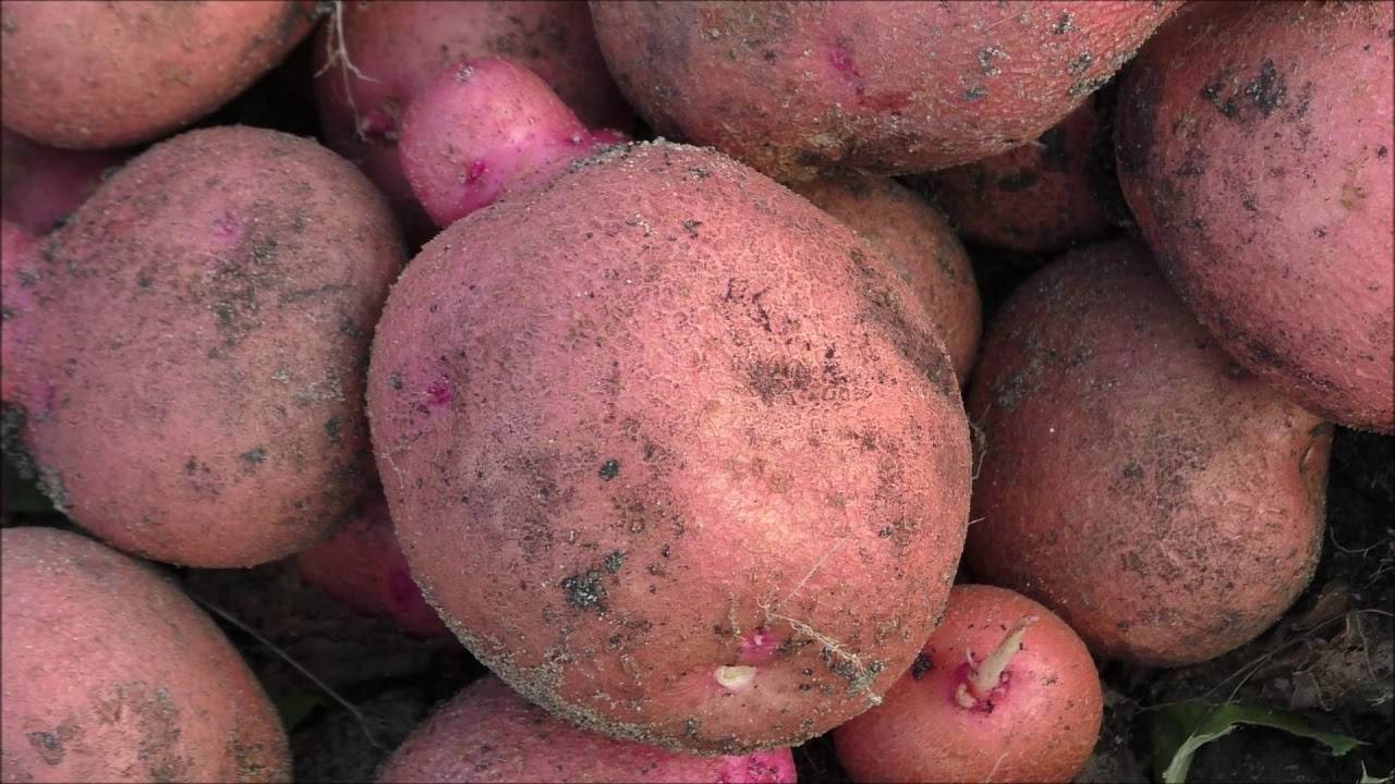 Картофель журавинка: описание сорта, фото, отзывы, особенности выращивания и уход