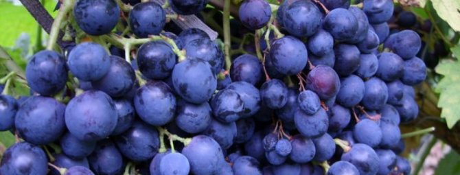 Виноград тукай: описание сорта и правильный уход