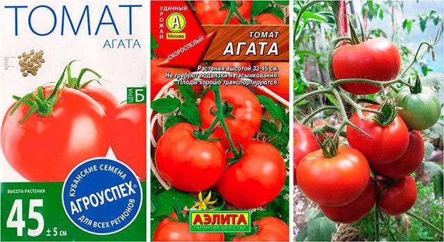 Раннеспелый сорт томатов агата — удачный выбор